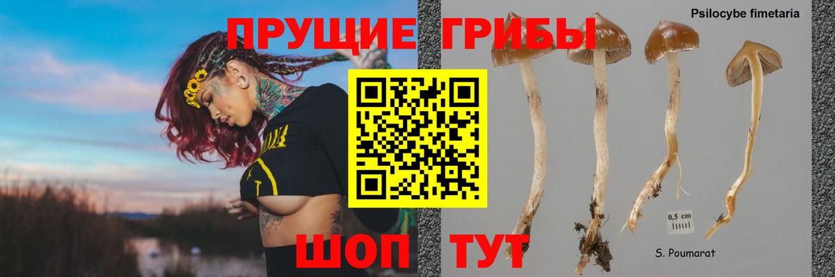 Галлюциногенные грибы Cubensis Малгобек